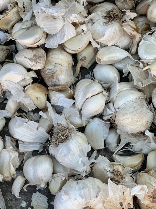 Usturoi pentru plantat certeficata