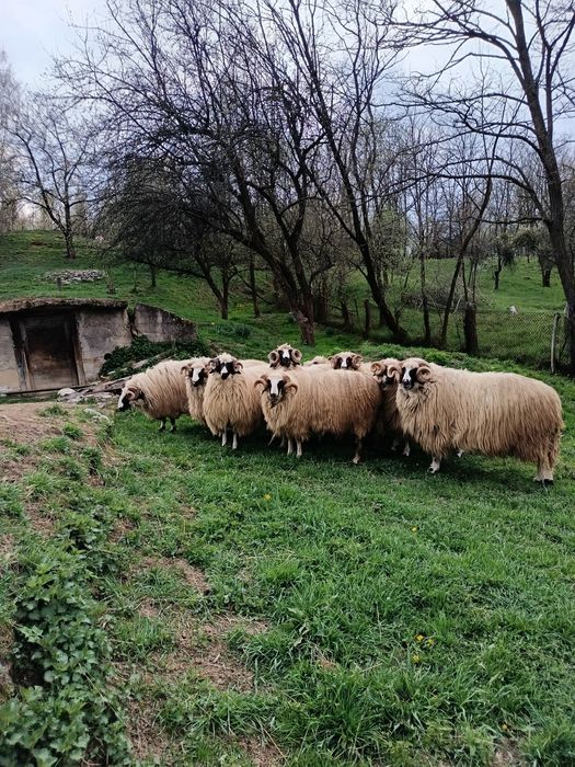 Berbeci brezi de vânzare