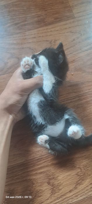 Отдам котят бесплатно