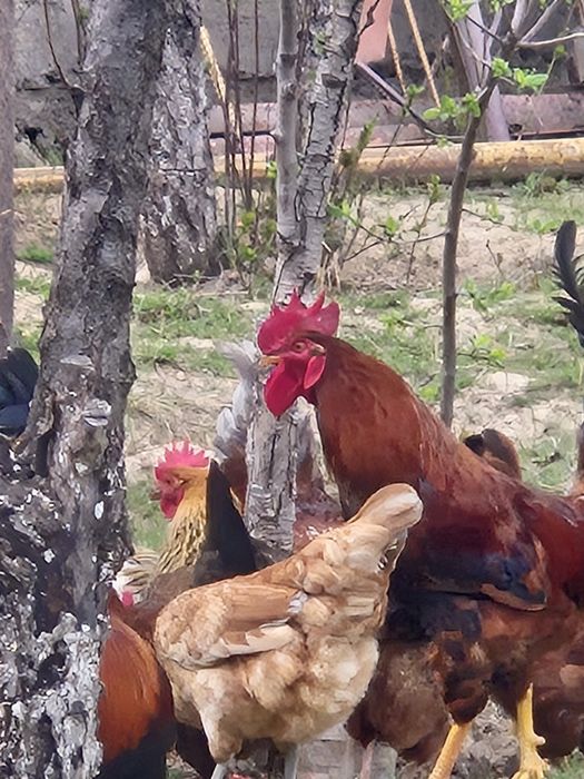 Кораз сатылады 3000 тг