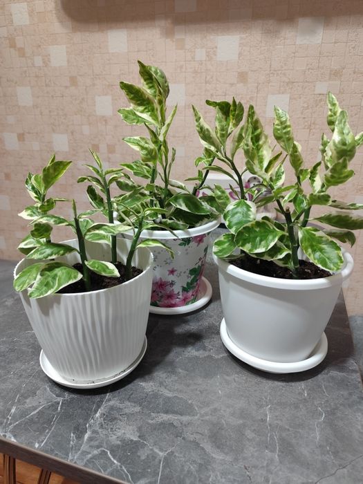 Продам педилантус