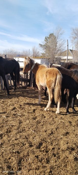 продам жеребчиков 25 года и кобылок