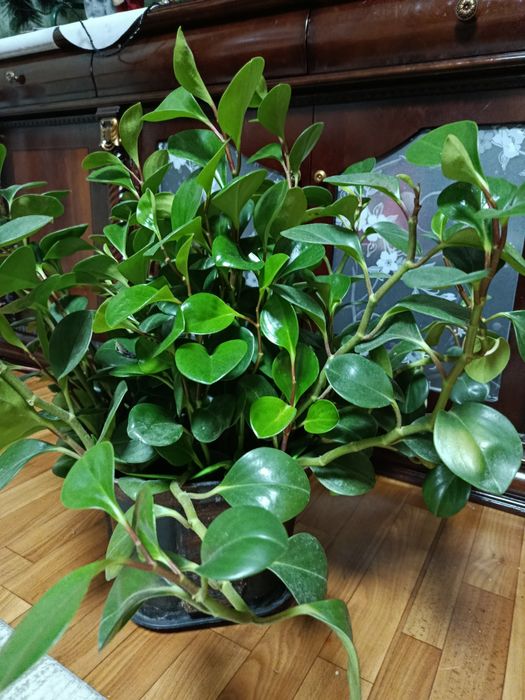 Комнатный цветок Пеперомия