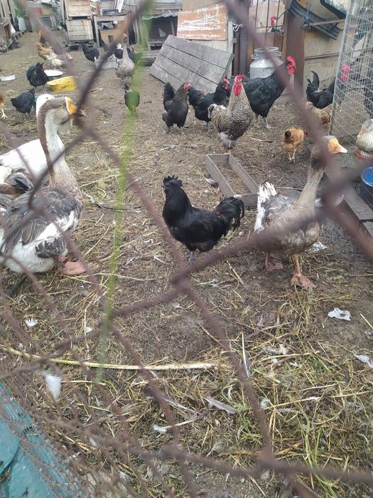 Продам черных курей