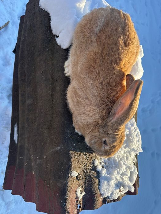 De vânzare iepuroi UG