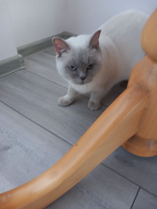 Британска късокосместа