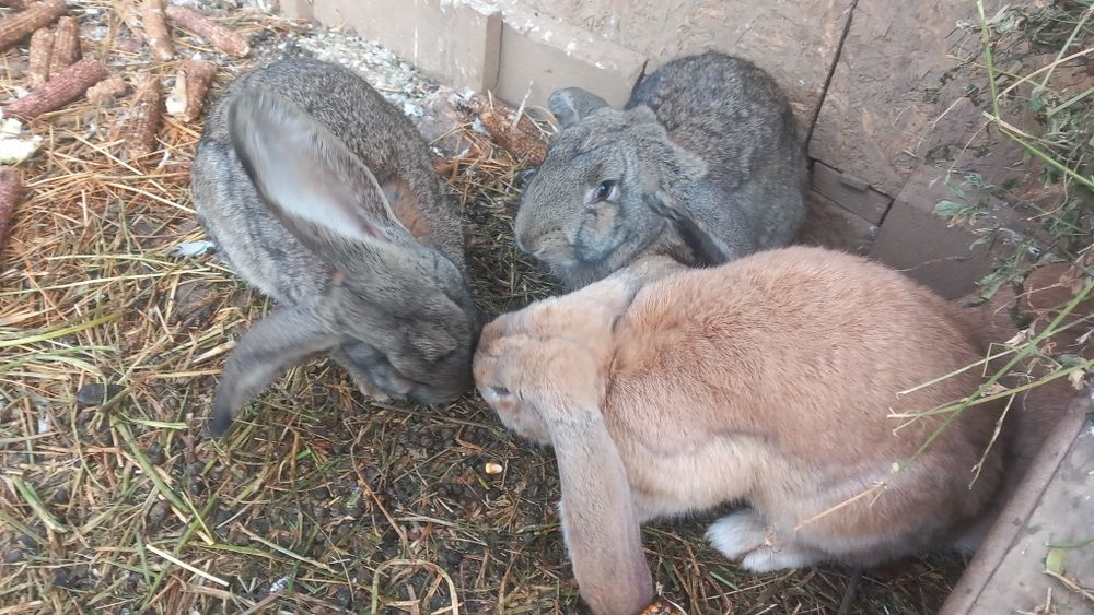 Iepuri tineri frumosi