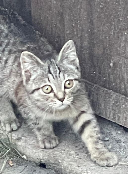 Котенок 3 месяца