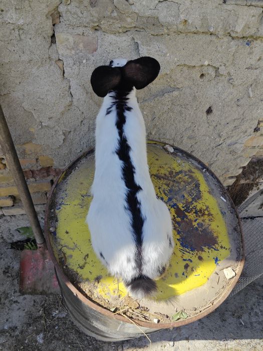 Калифорнийски зайци и други