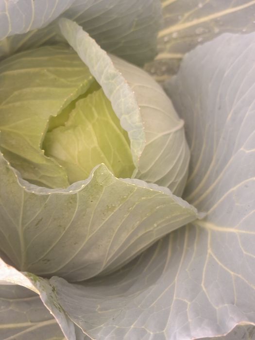 Vând varza Beverly Hills