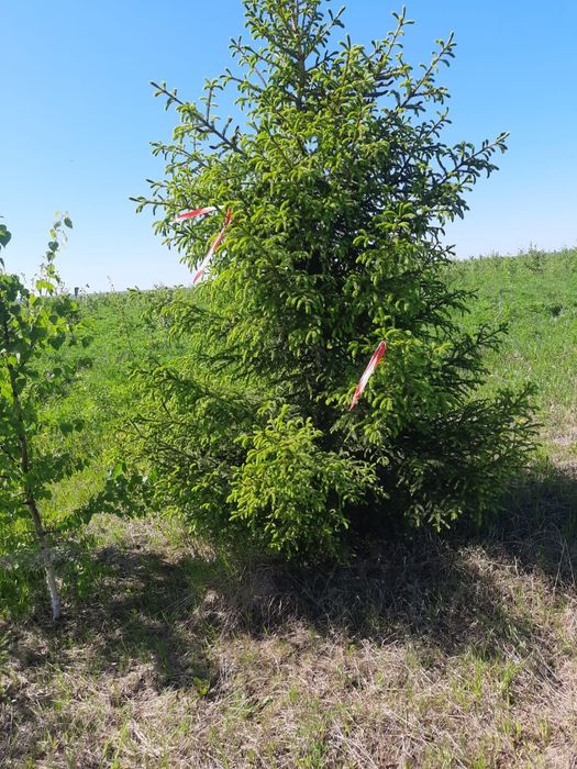 Ель сосна газон тополь