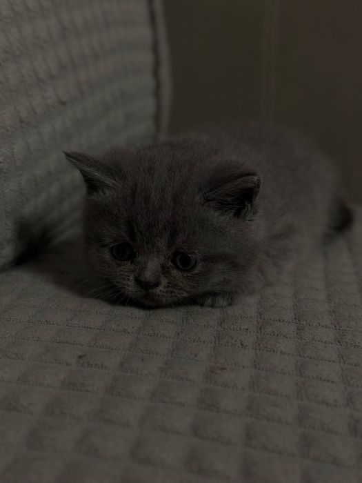 Продам британского котёнка (девочка)