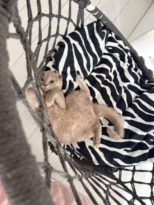 British Shorthair femelă, fără pedigree, provenită de la breeder.