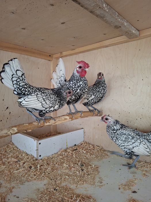 Сибрайт тухумларига заказ оламиз