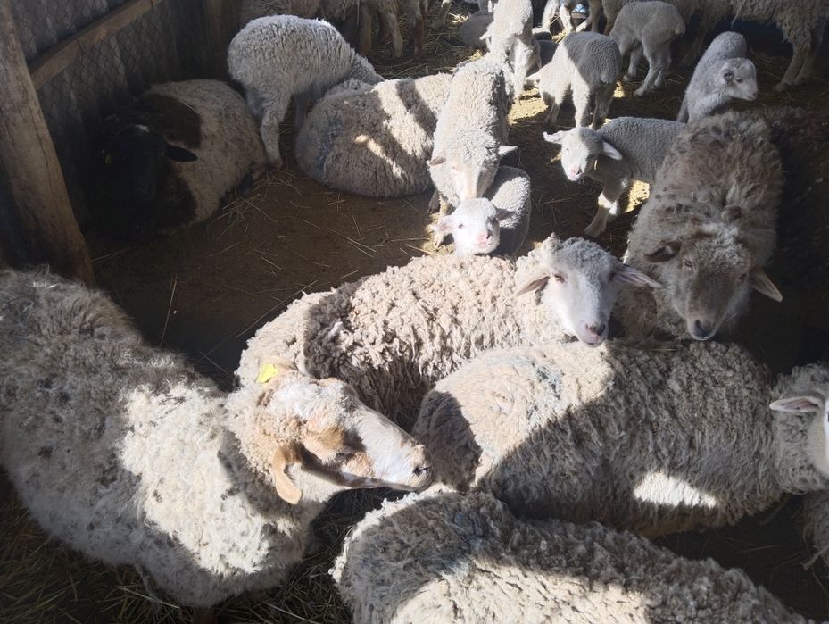 Кой сатылады жаксы