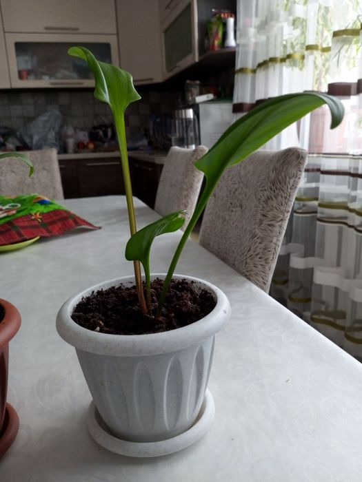 Амазонская лилия