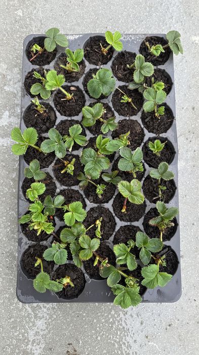 #Stoloni capsuni #Clerry #Albion #Jolly