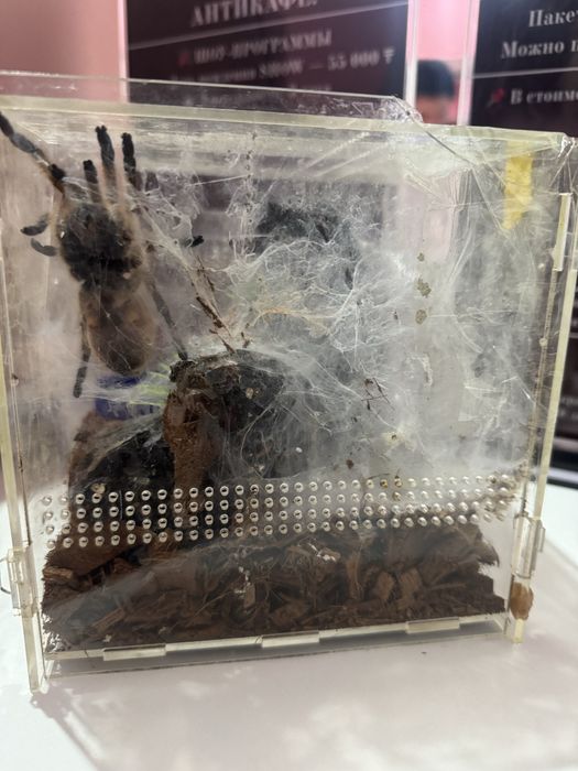 Продам паука-птицееда