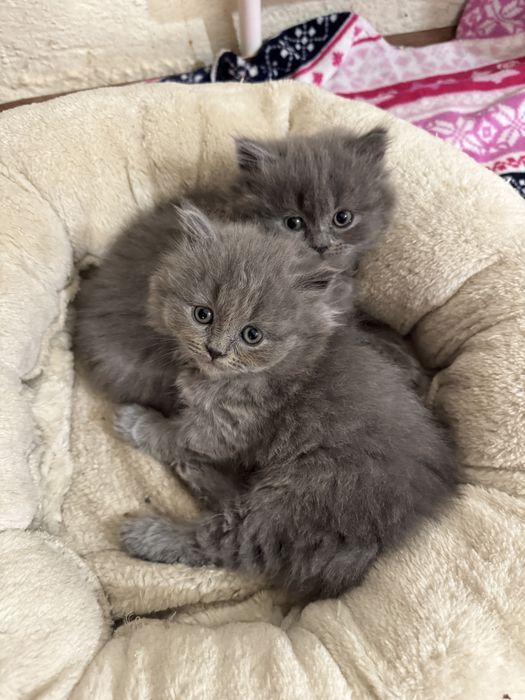 British shorthair adorabili!