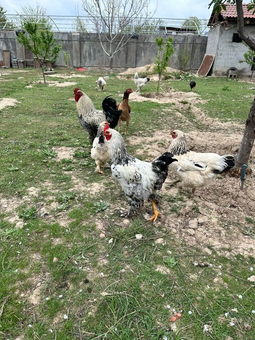 Брама кораздары сатылады срочно