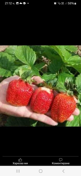 Продавам разсад ягоди и малини