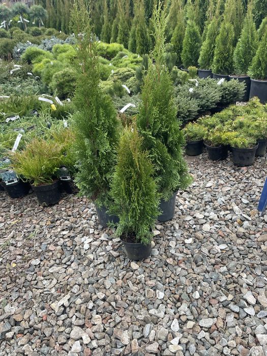 Продаю смарагда туя разные ростовке