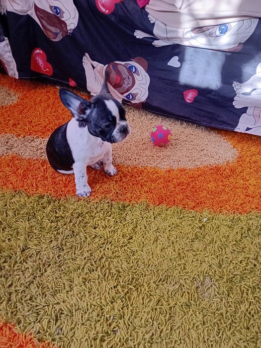 Продам щенка в хорошие руки