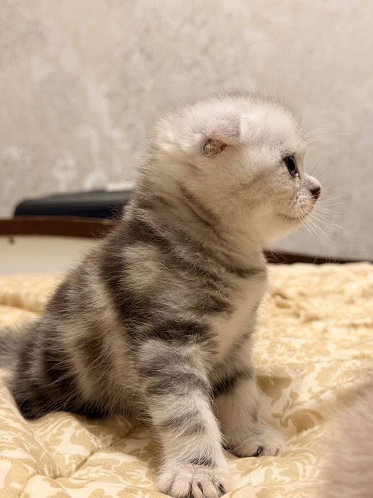 Котята скоттиш фолд. Мушукчалар