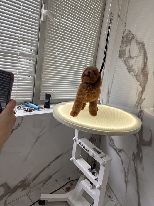 Той пудел с родословие/ Toy poodel куче