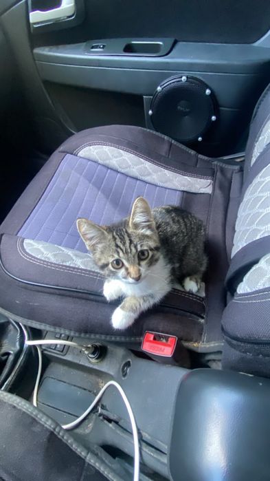 котенок 3 месяца