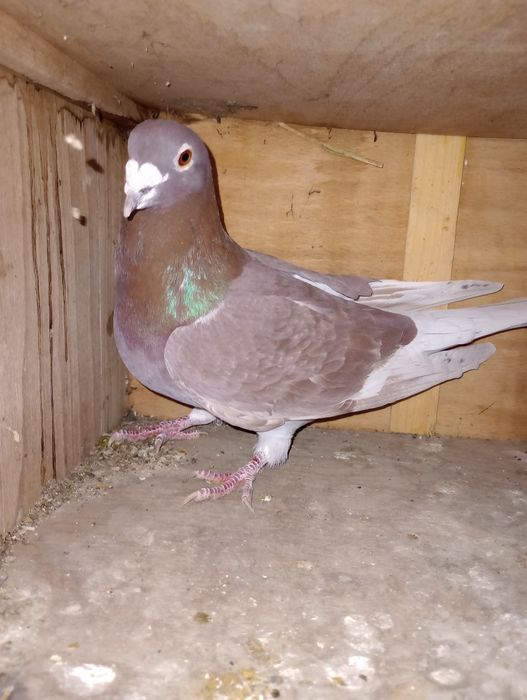 Se dau din lipsă de spațiu.