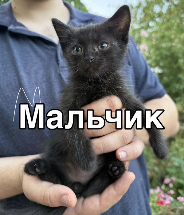Котята бесплатно