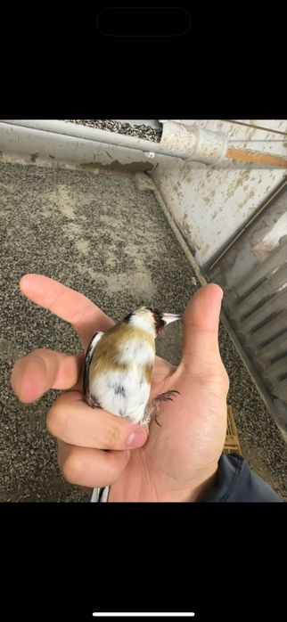 Щегол самац