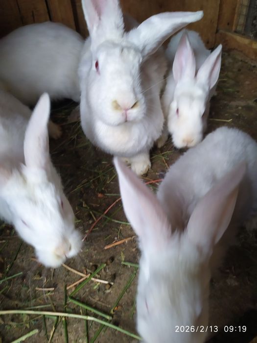 Домашние Кролики 3.5 месяца цвет белый