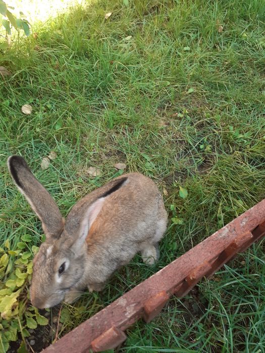 Vând iepuri de rasă