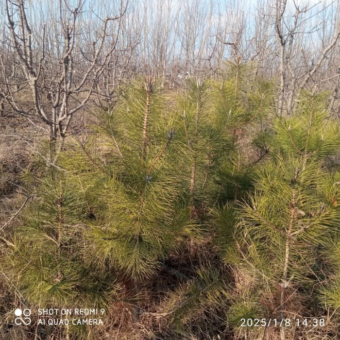 Можжевельник ,кирим ,вручина