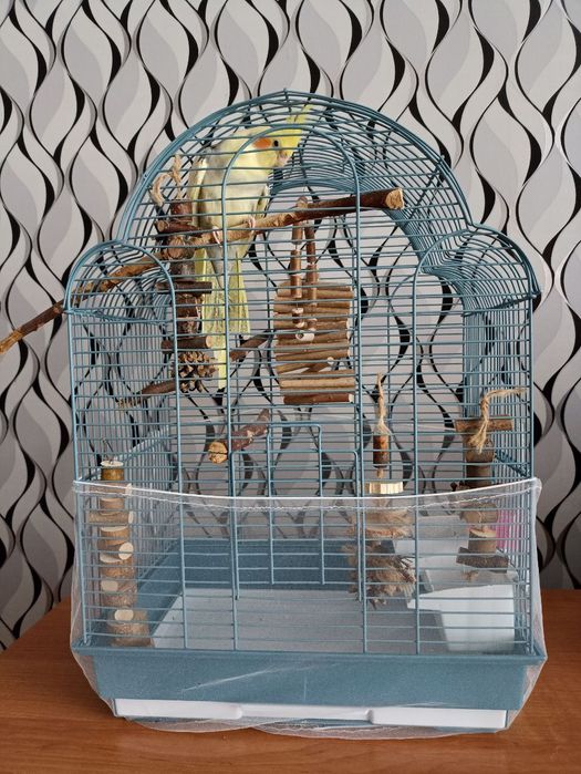 Попугай корелла с клеткой
