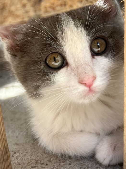 Отдам котят бесплатно