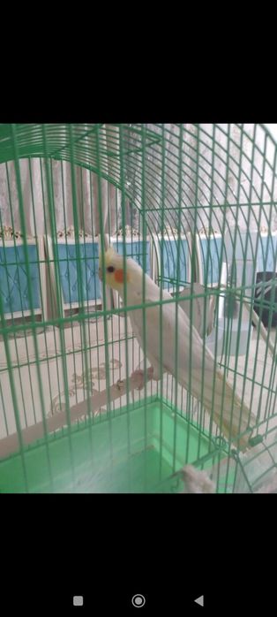 Продам Кореллу ручную с клеткой