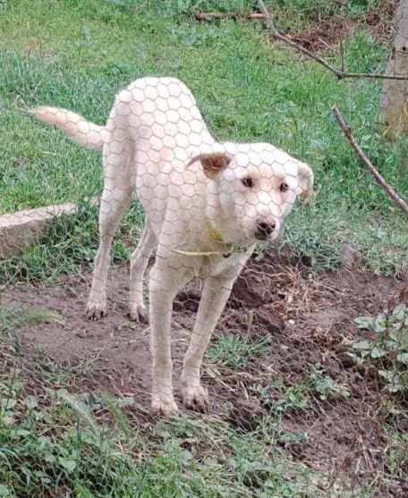 Подарява се кученце Аксел