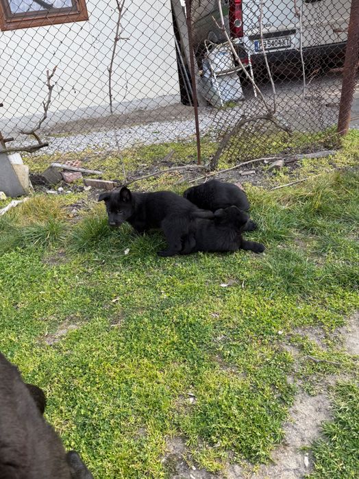 Немска овчарка черна мъжки