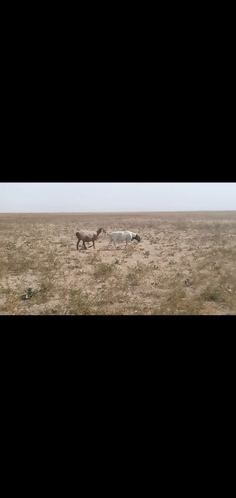 Дорпер баран. Дорпер кошкар