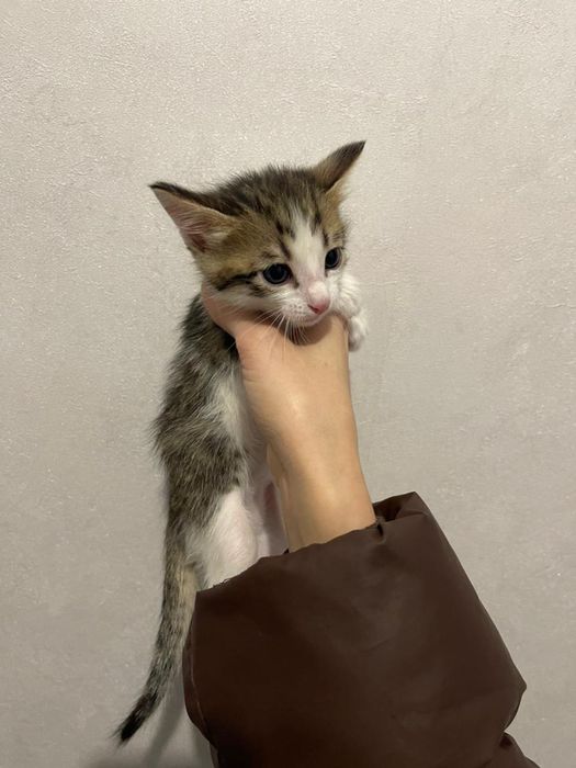 Отдам котят в добрые руки