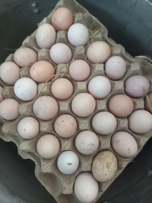 Яйца , Жумыртка инкубационные