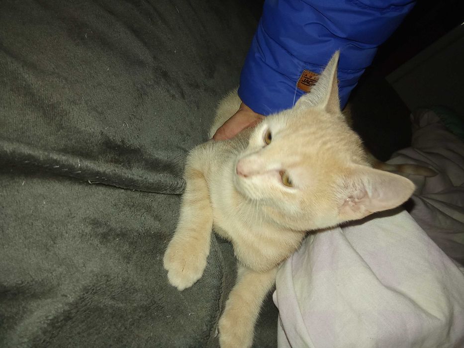 Котенца от Каварна тирсят дом