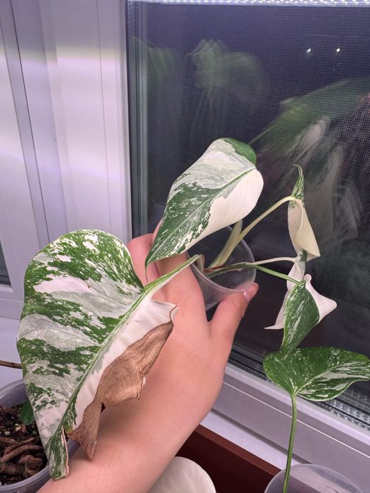 Монстера альба (черенок)