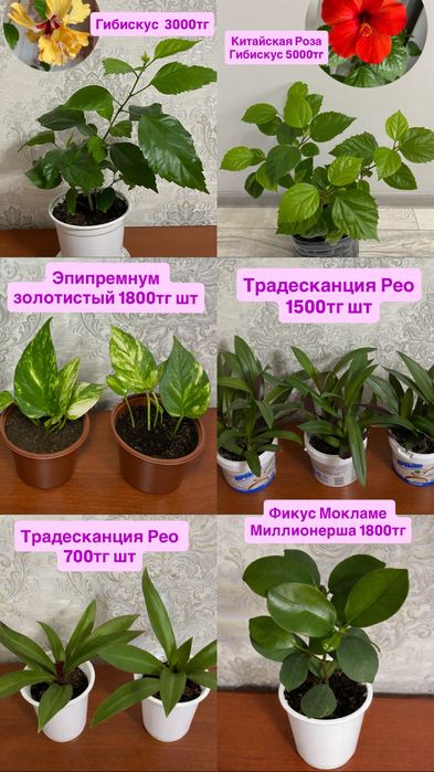 Комнатные цветы разные