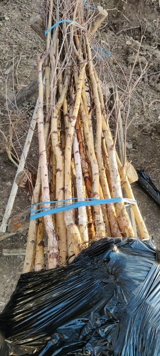 Puieți de mesteacăn