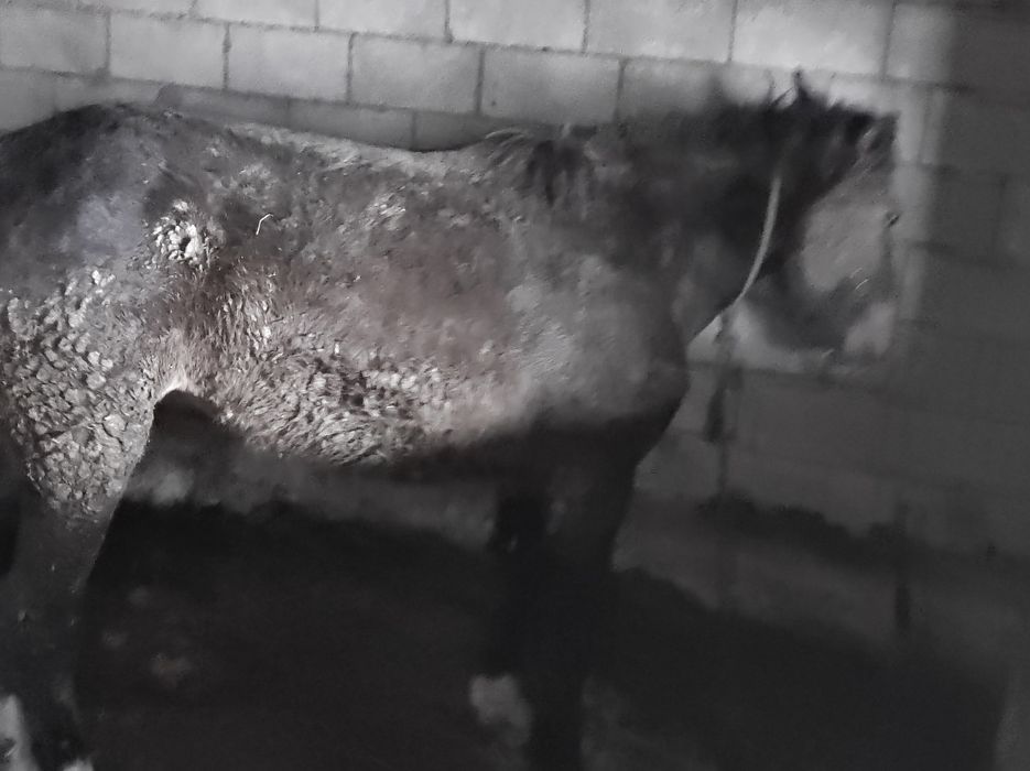 Продам кобылу 2жас