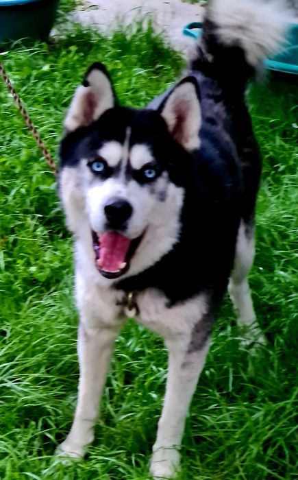 Catel Foarte Frumos Husky